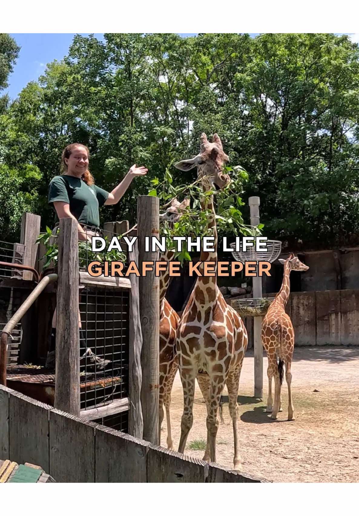 @memphiszoo