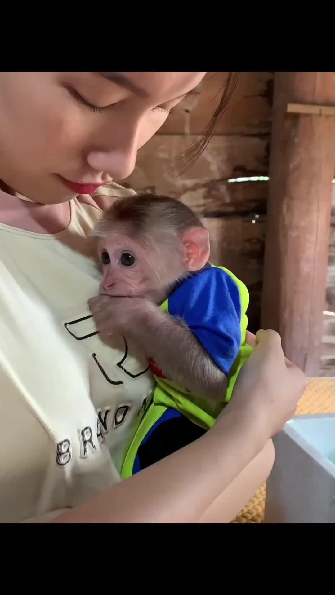 @Cute monkey