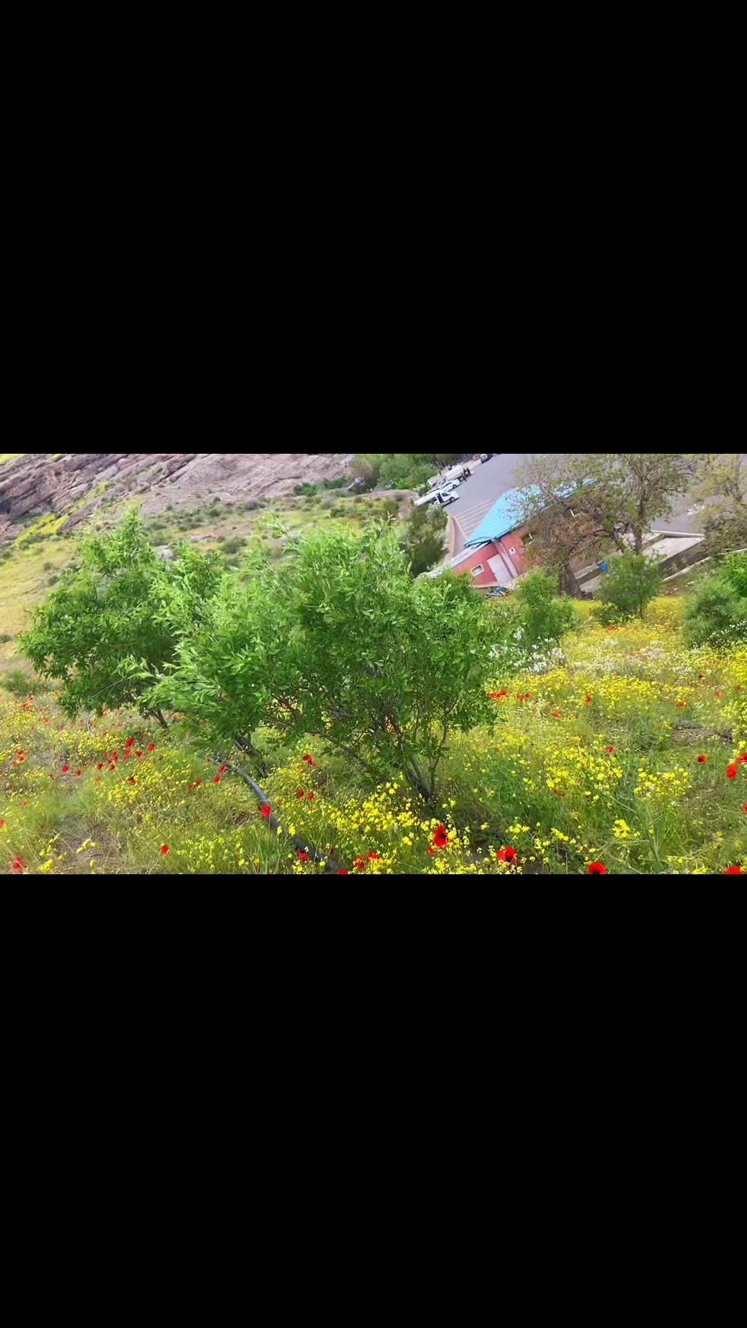 @_gulu_313
