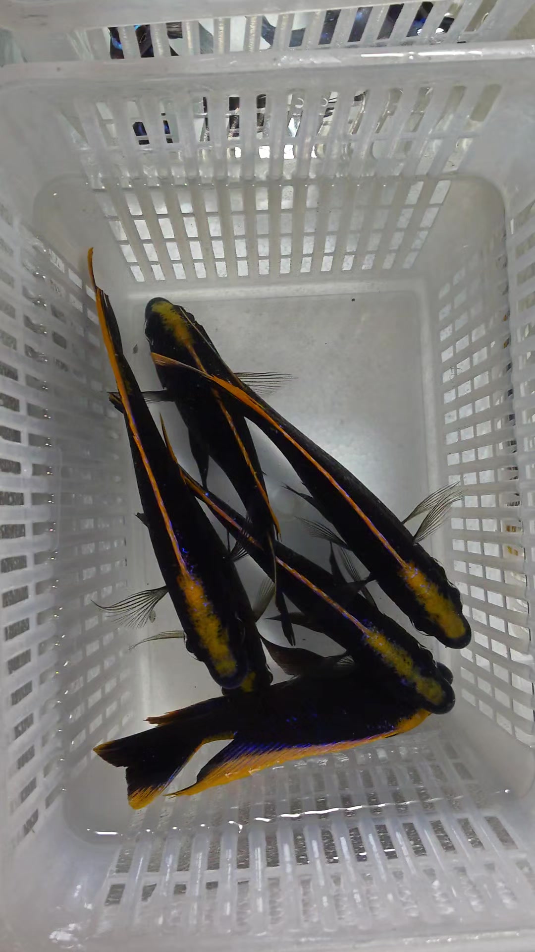 @Long life pet fish co. Ltd