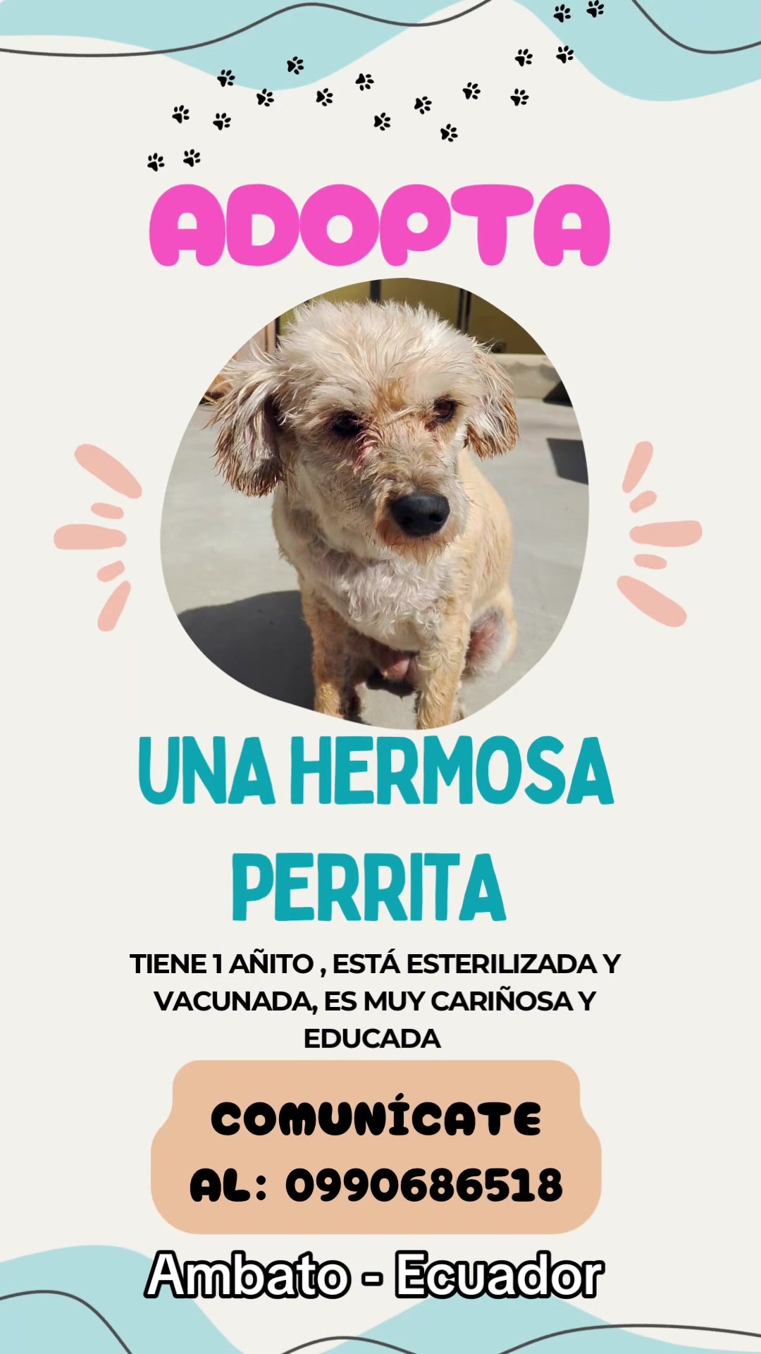 @Amigoscaninos_Ambato