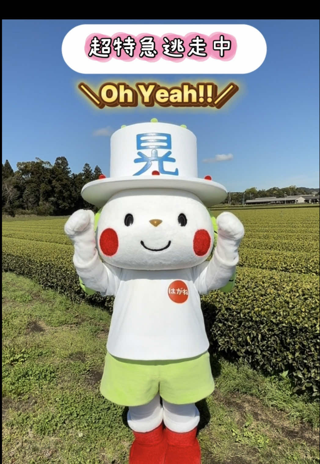 @お茶わんこはがねちゃん 堀口製茶PRキャラ