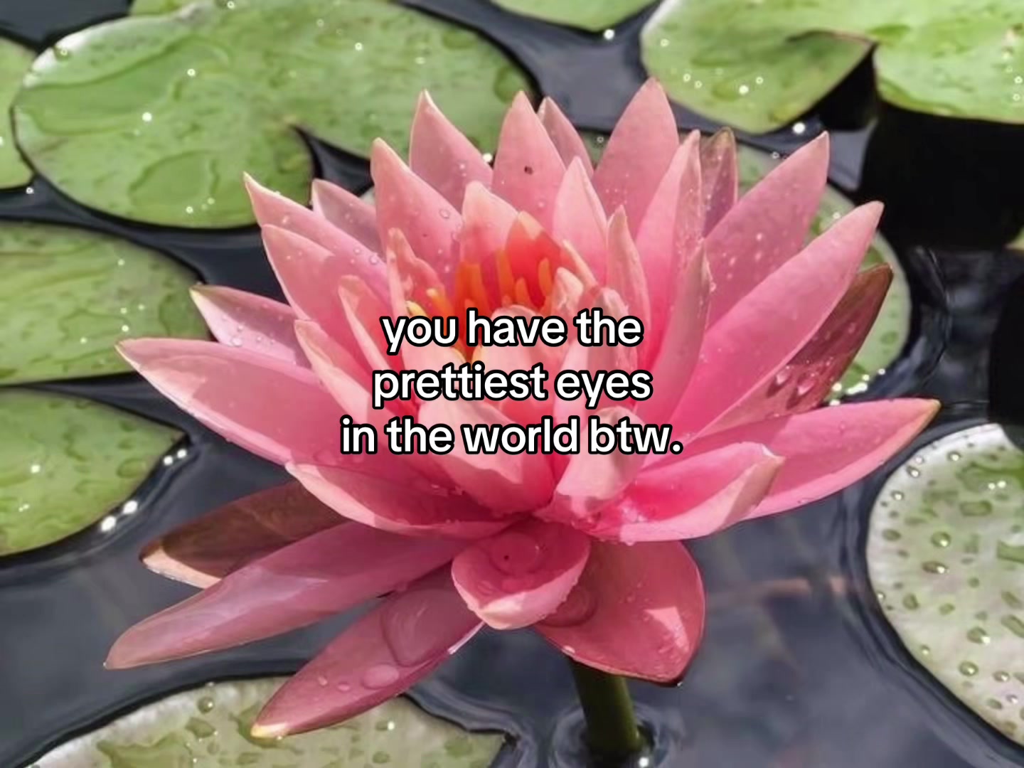 @flowercorrre