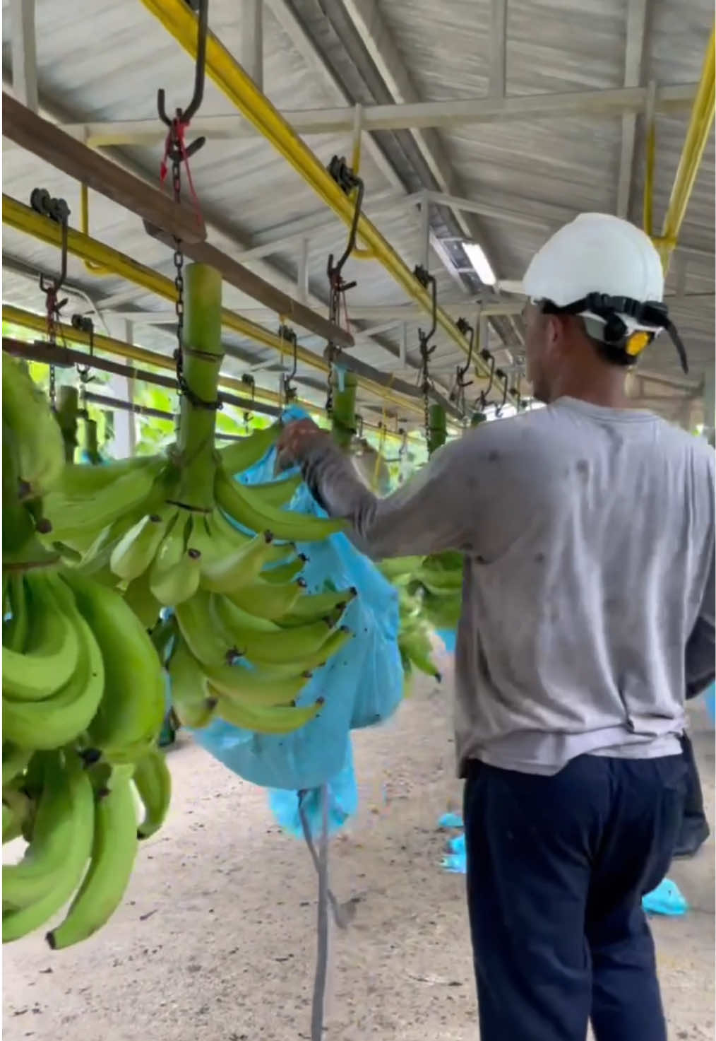 @Agricorp sas