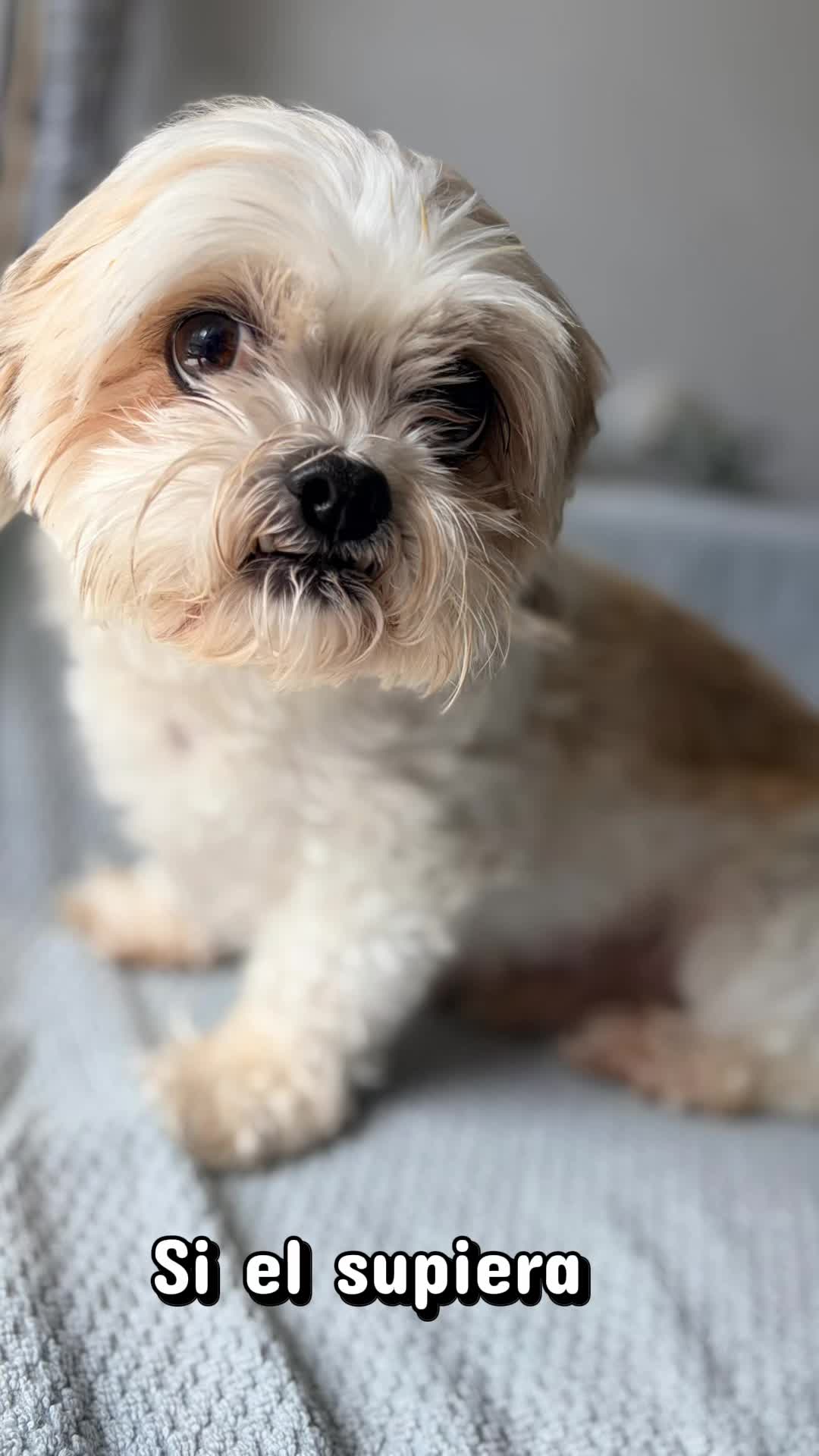 @Krazypaws🐾