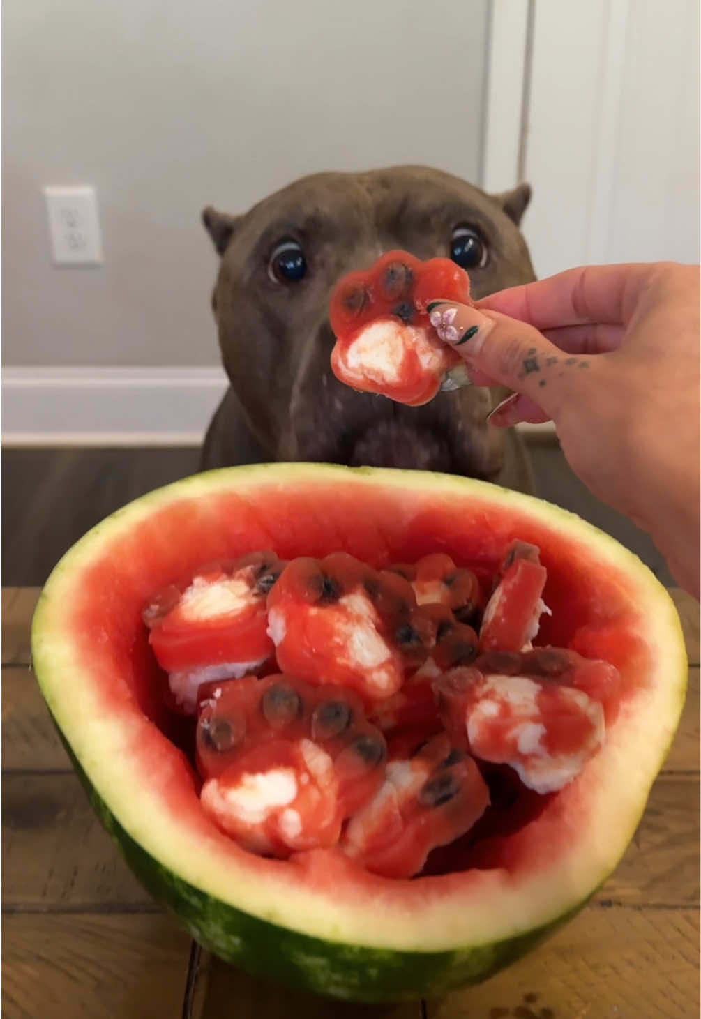 @My Dog&rsquo;s Dope