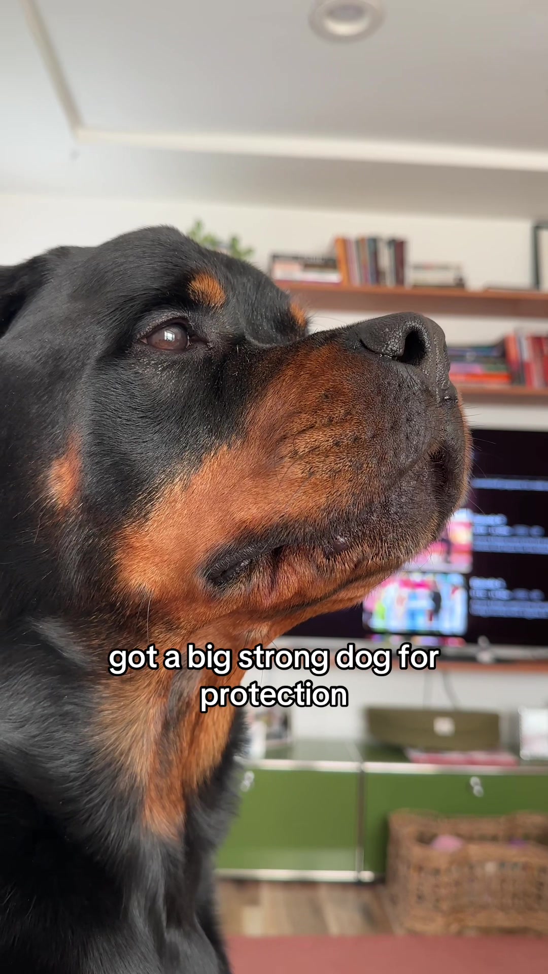 @Moose The Rottie