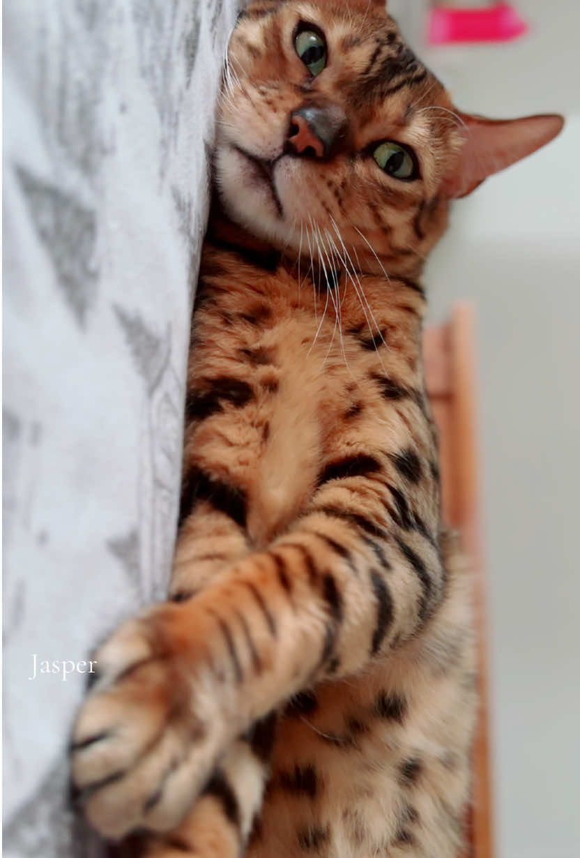 @Jasper🐆Bella🐆Safari🐆