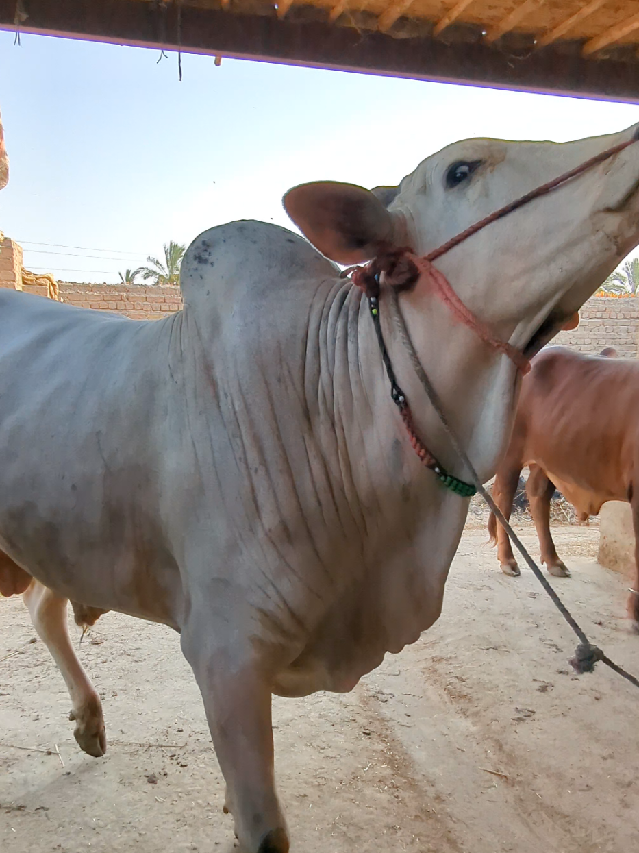 @Larkana Cattle Farm