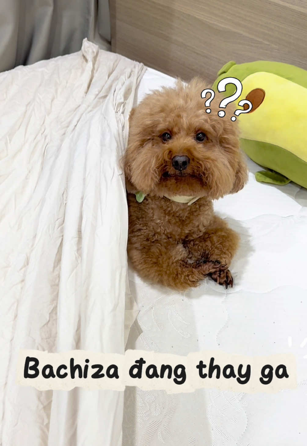 @Gia Đình AvocaBo