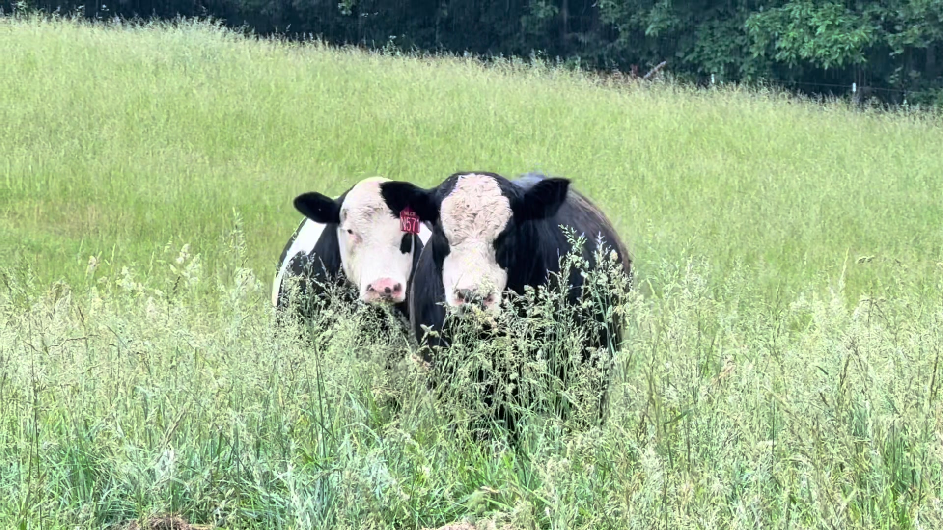 @Massey Land & Cattle
