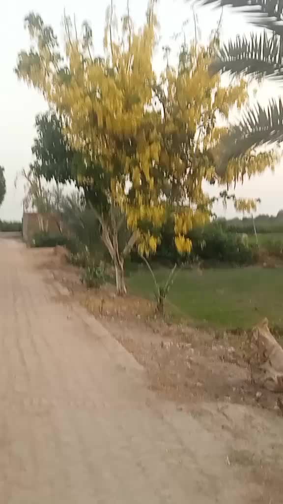 @majid ali