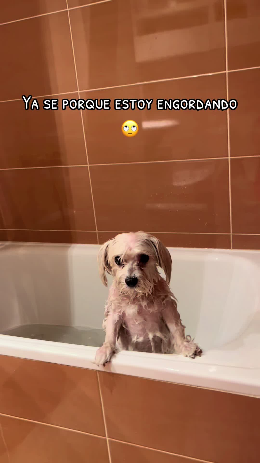 @Darla 🧡🐶🧡