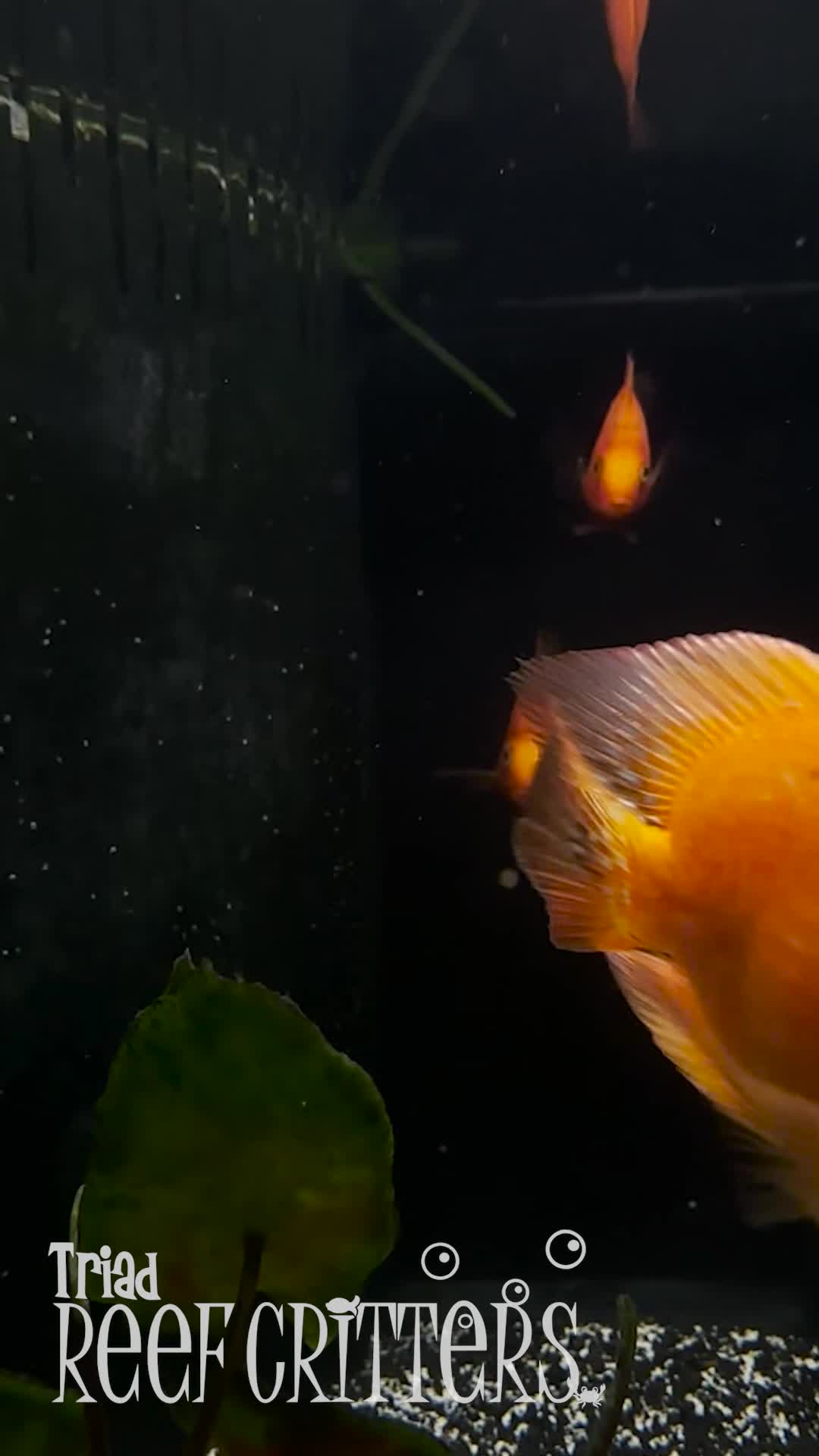 @Triad Aquatic Critters