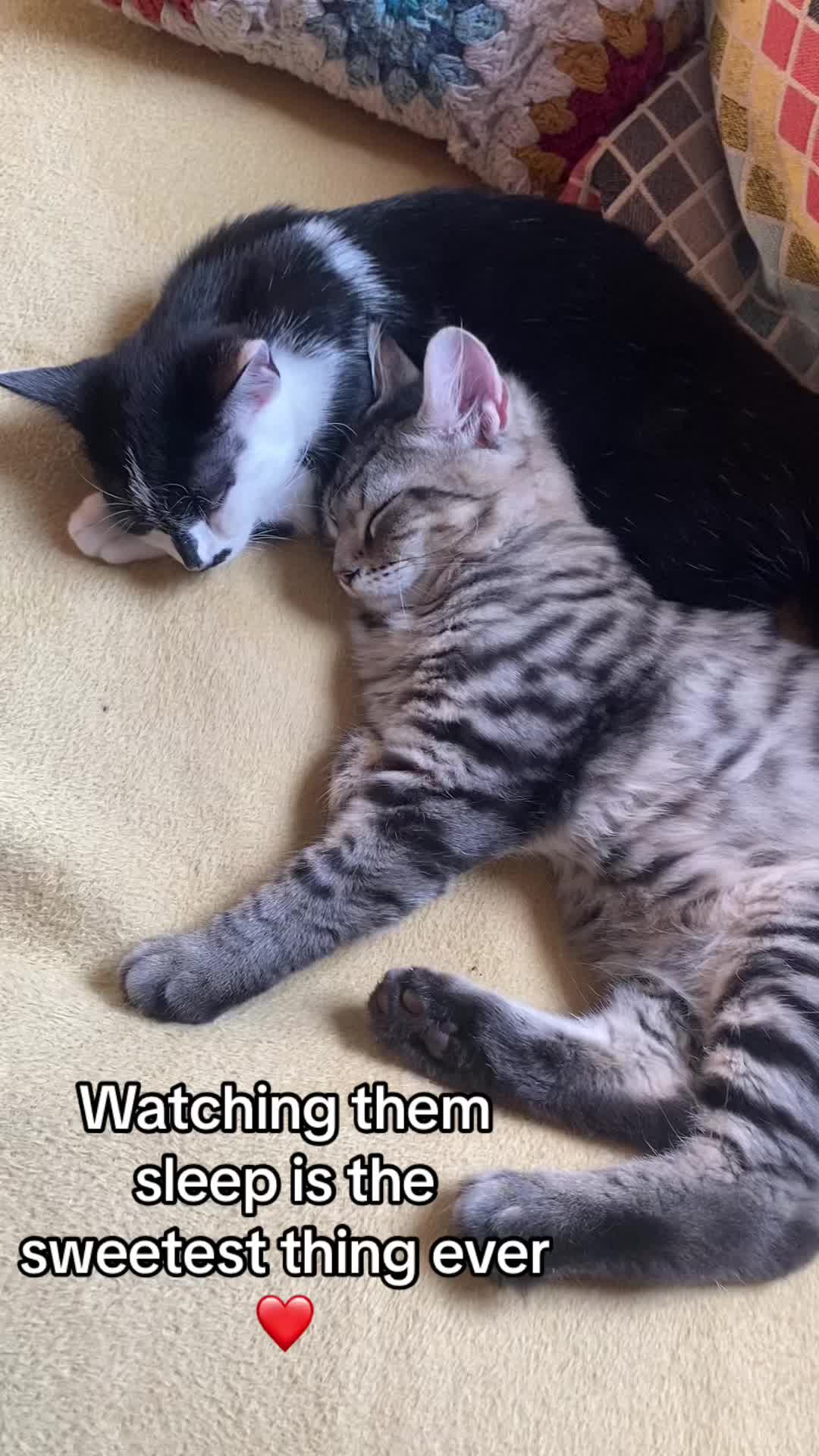 @Lennon & Ringo the kittens