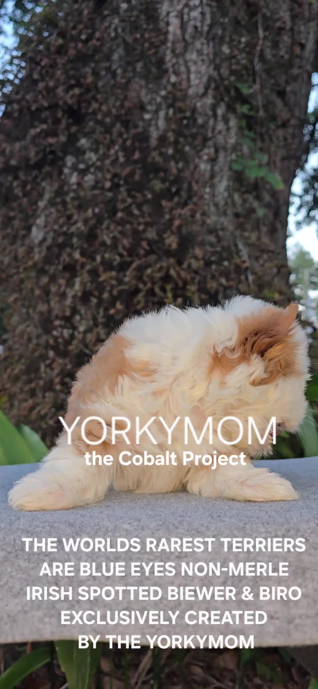 @theYorkymom