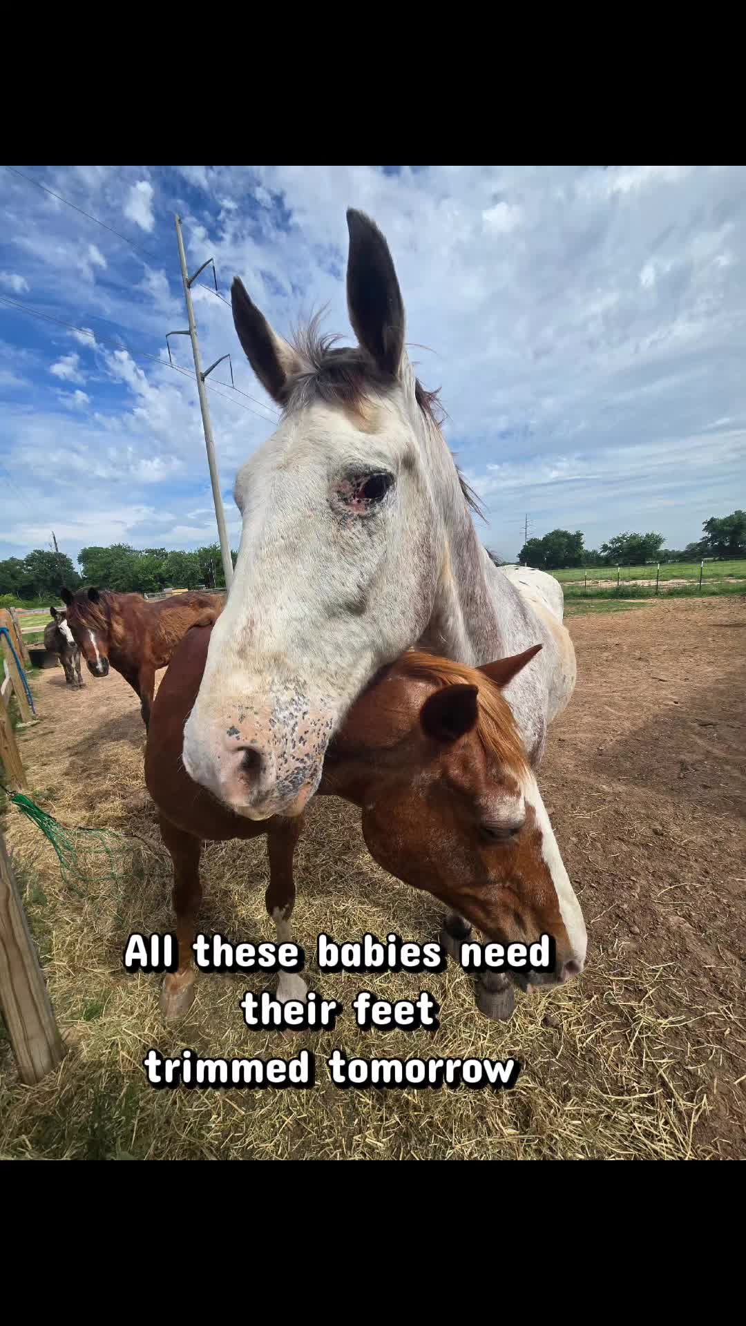 @Fonzy's Farm Rehab & Sanctuary