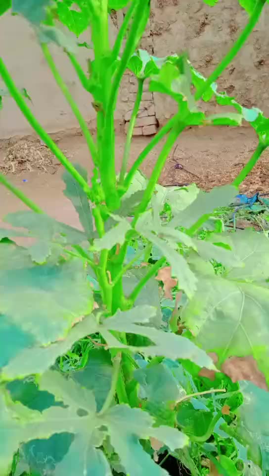 @M.Riaz. Dahar