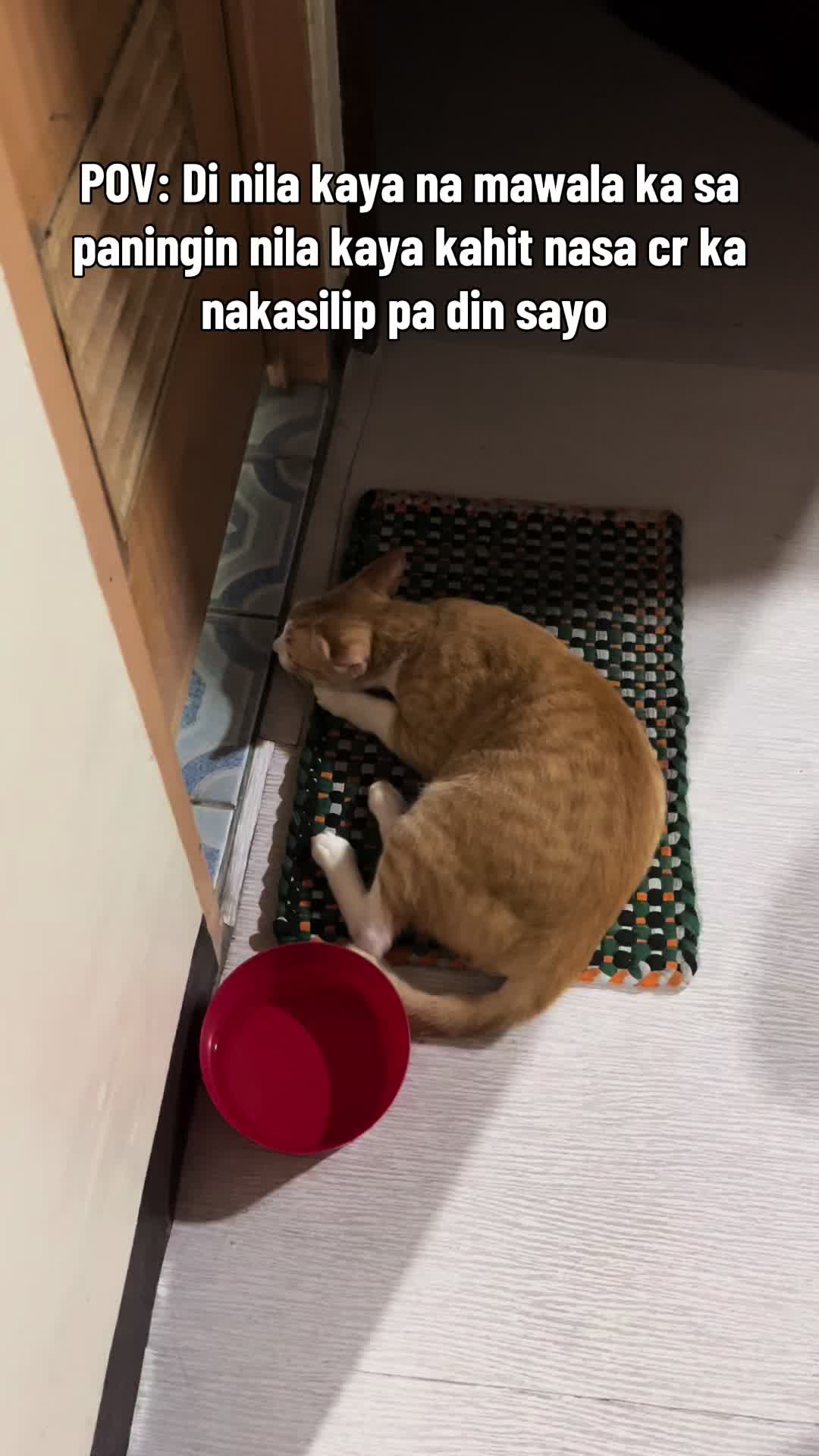 @Bunggok The Fat Cat