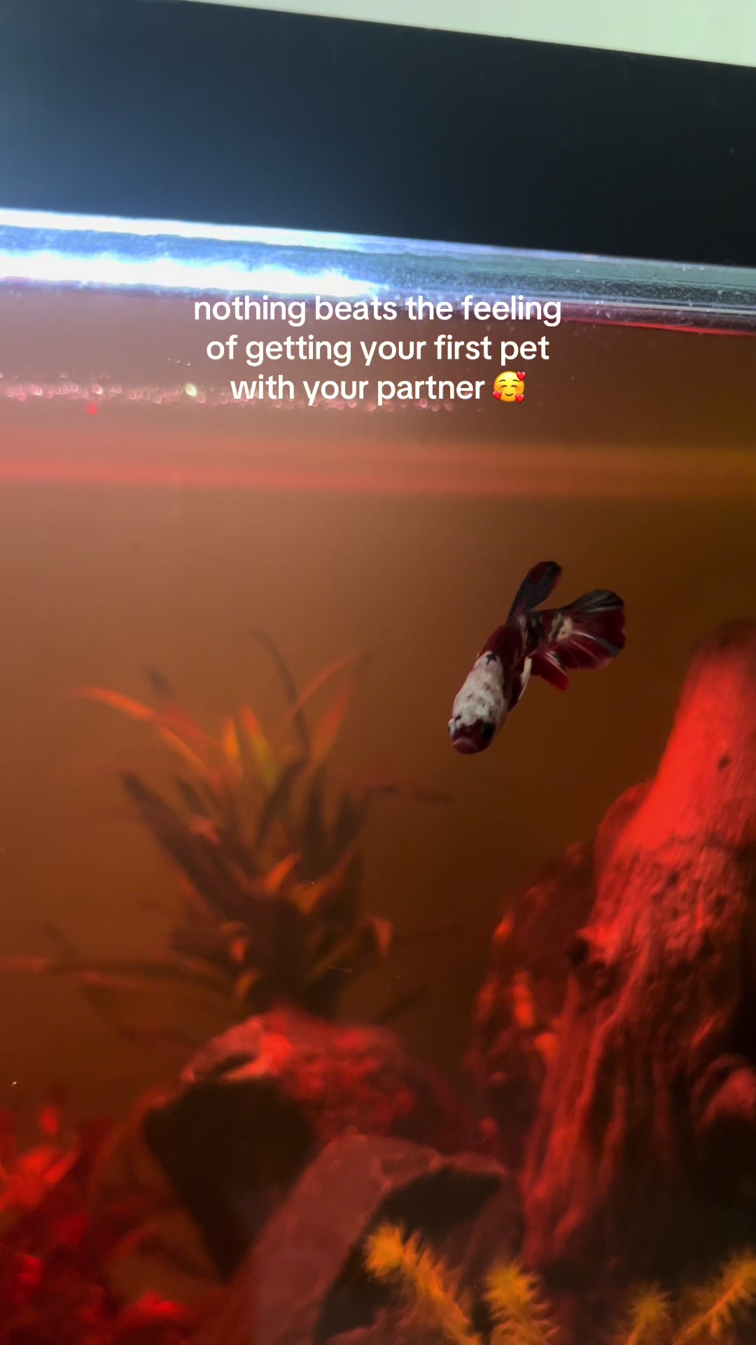 @sky