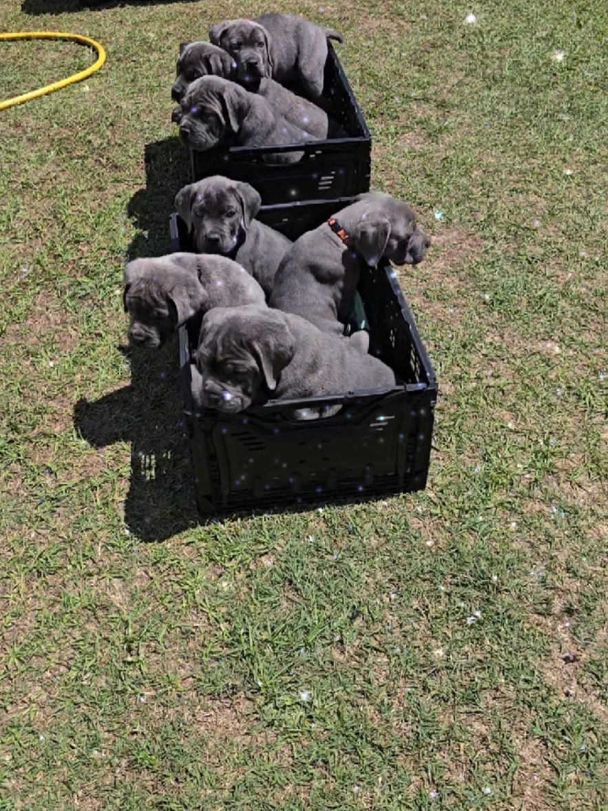 @Brandon and Blue Kennels LLC