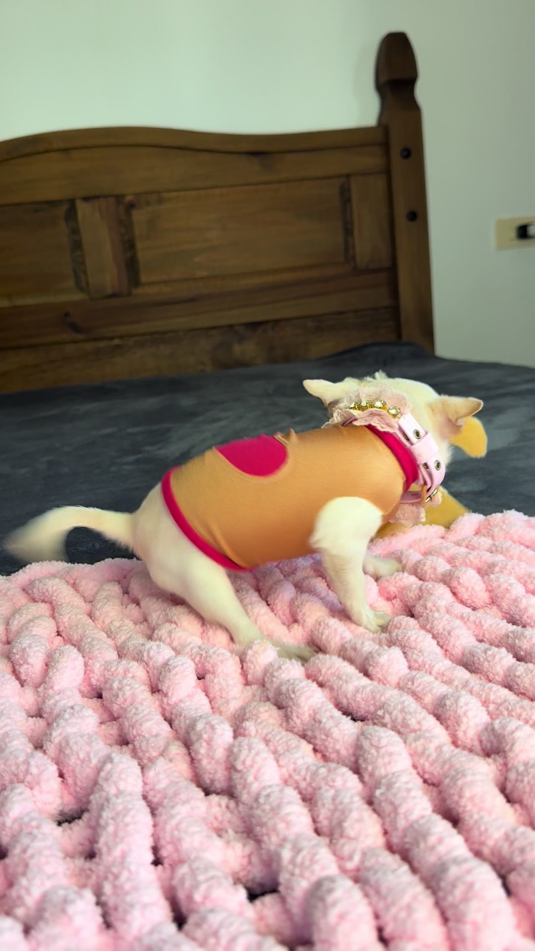 @teacupchihuahua
