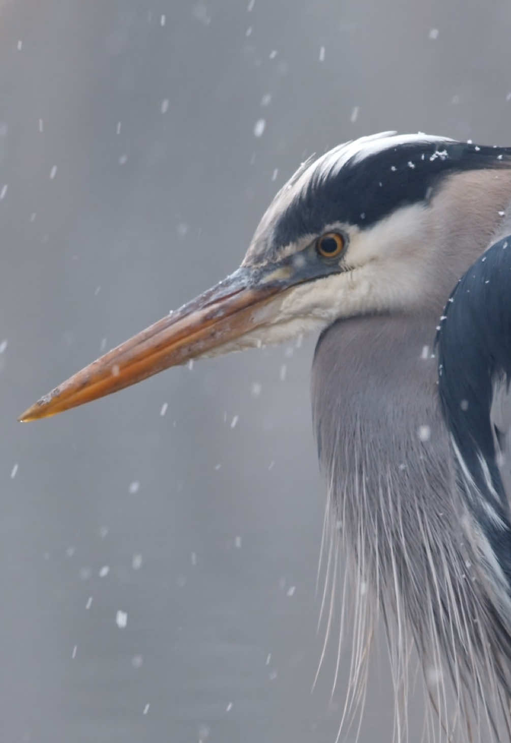 @Kai Meyer | Wildlife Filmmaker