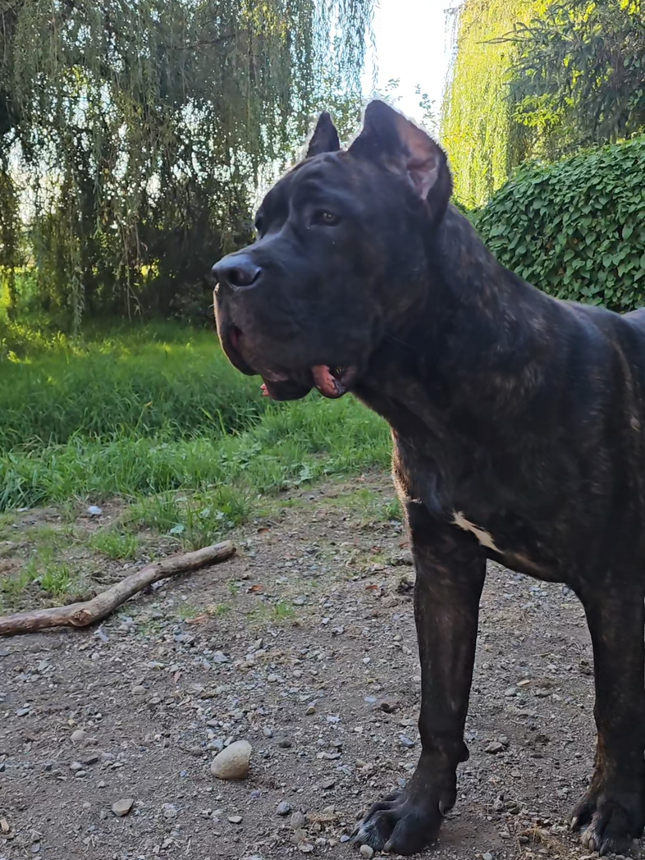 @SalmonCreekCaneCorso