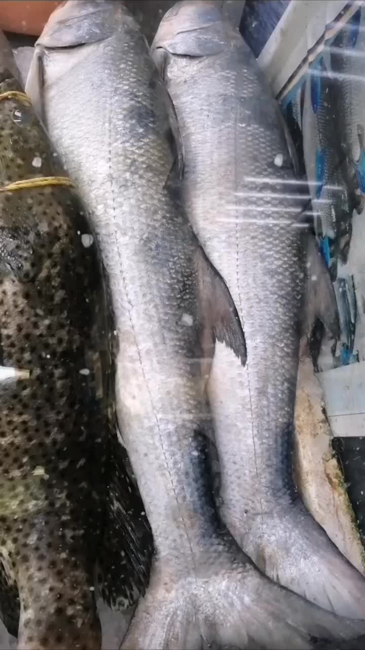 @fish mart@007