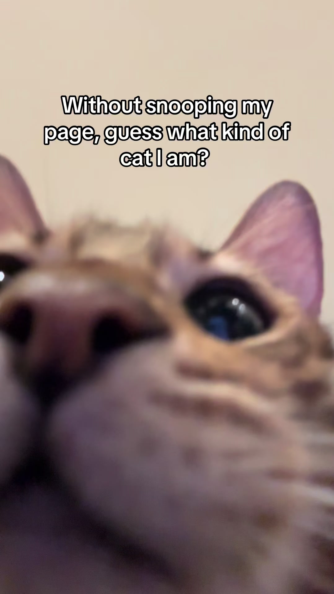 @mitmitcats