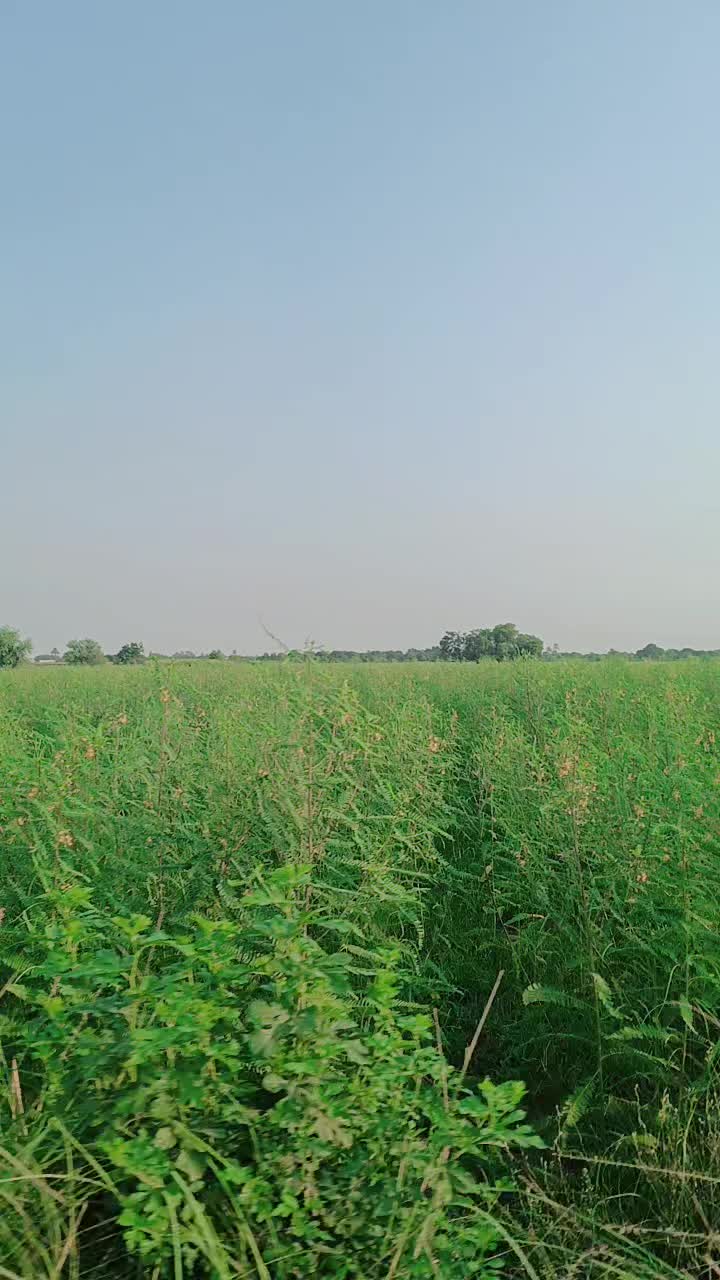 @Tasleem Bano Multan