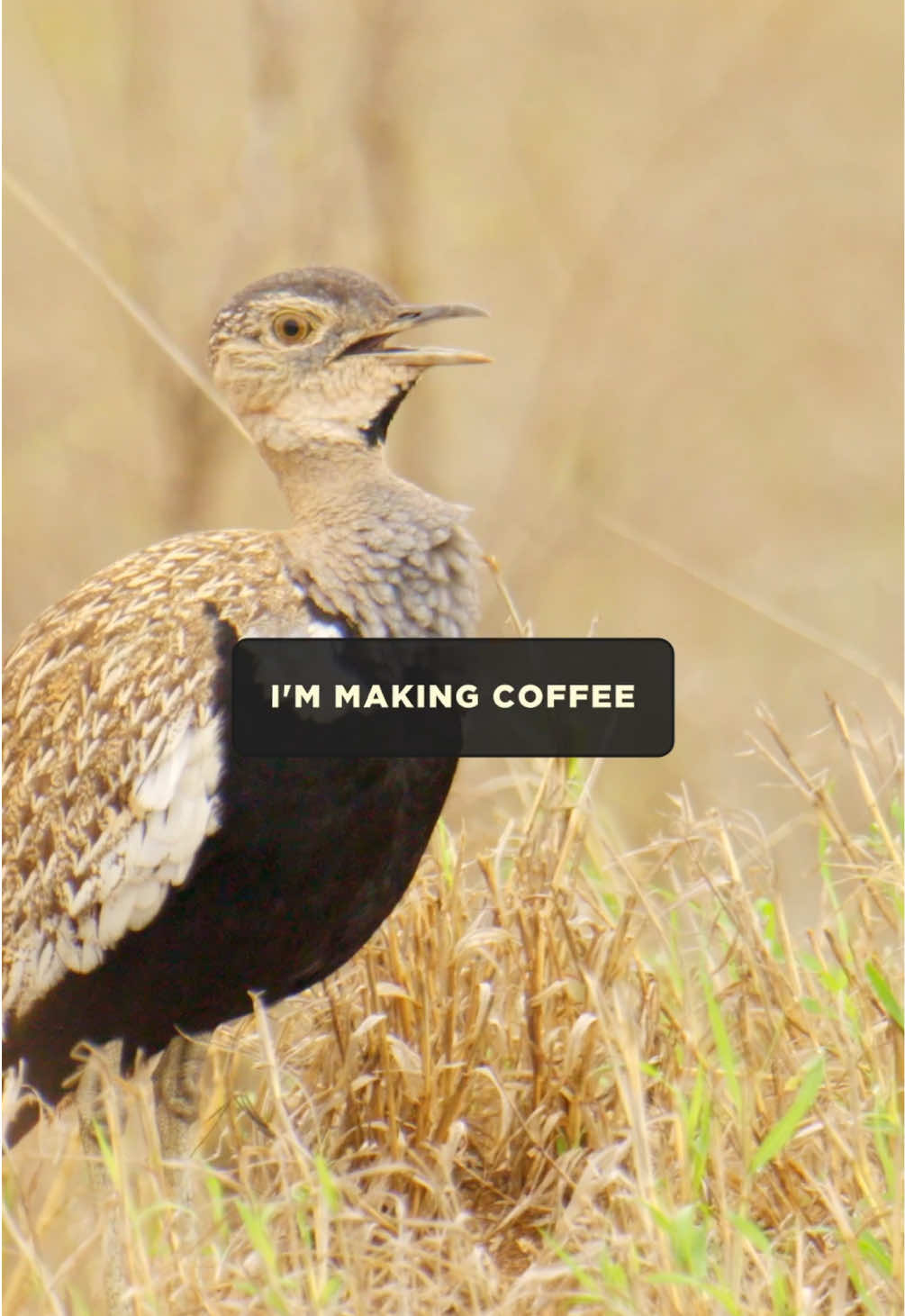 @Kai Meyer | Wildlife Filmmaker