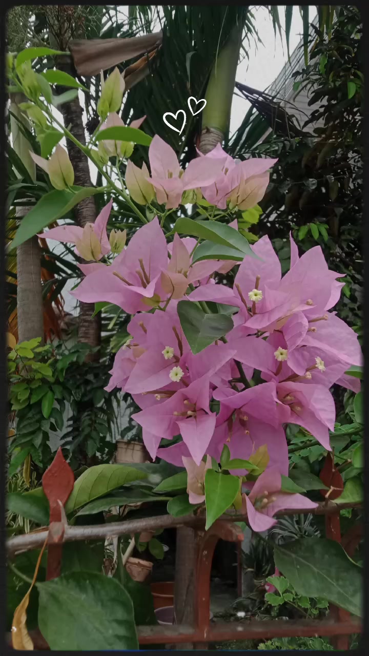 @Analyn Dulnuan Cabbigat