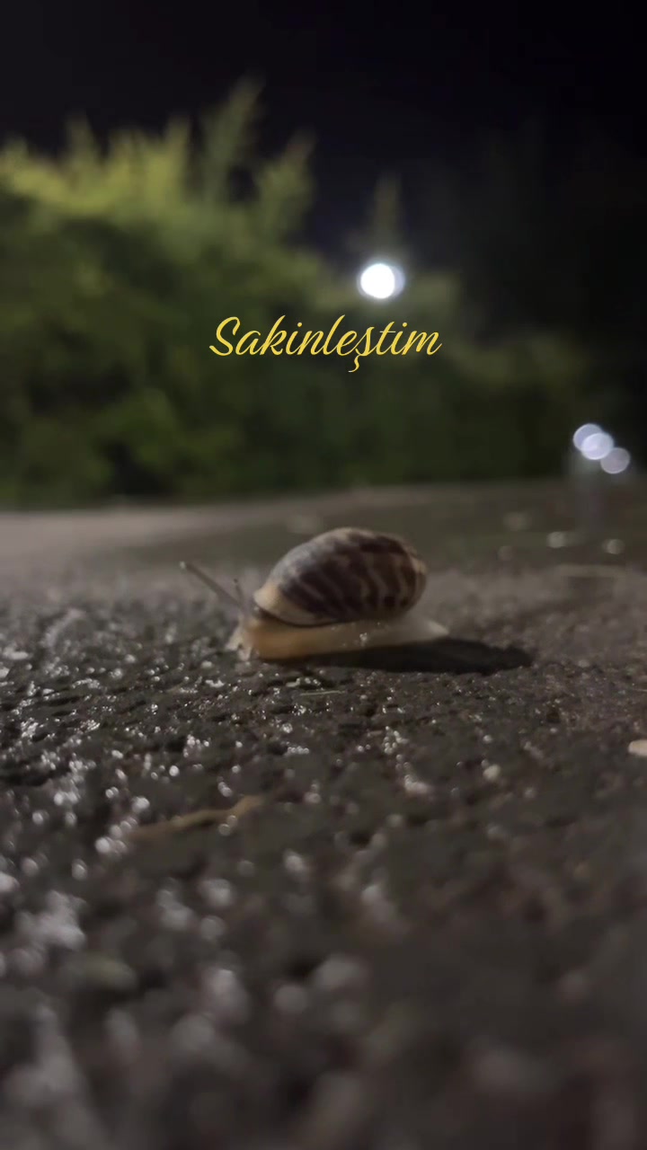 @Kükreyenarabaşıı