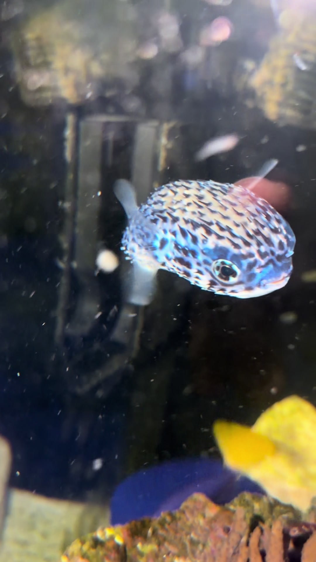 @OnlyFins