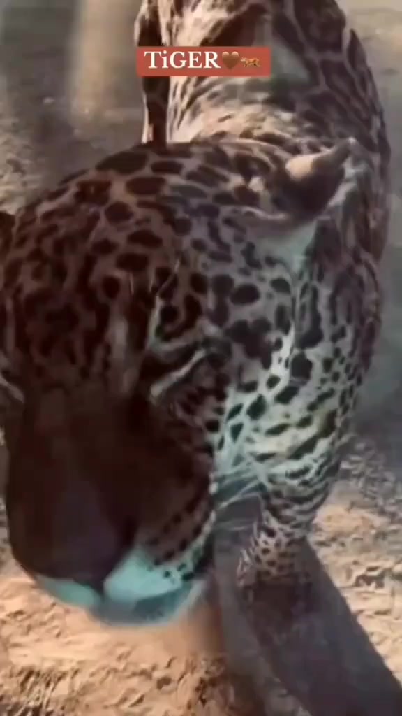@فَـاطِـمَـهَ