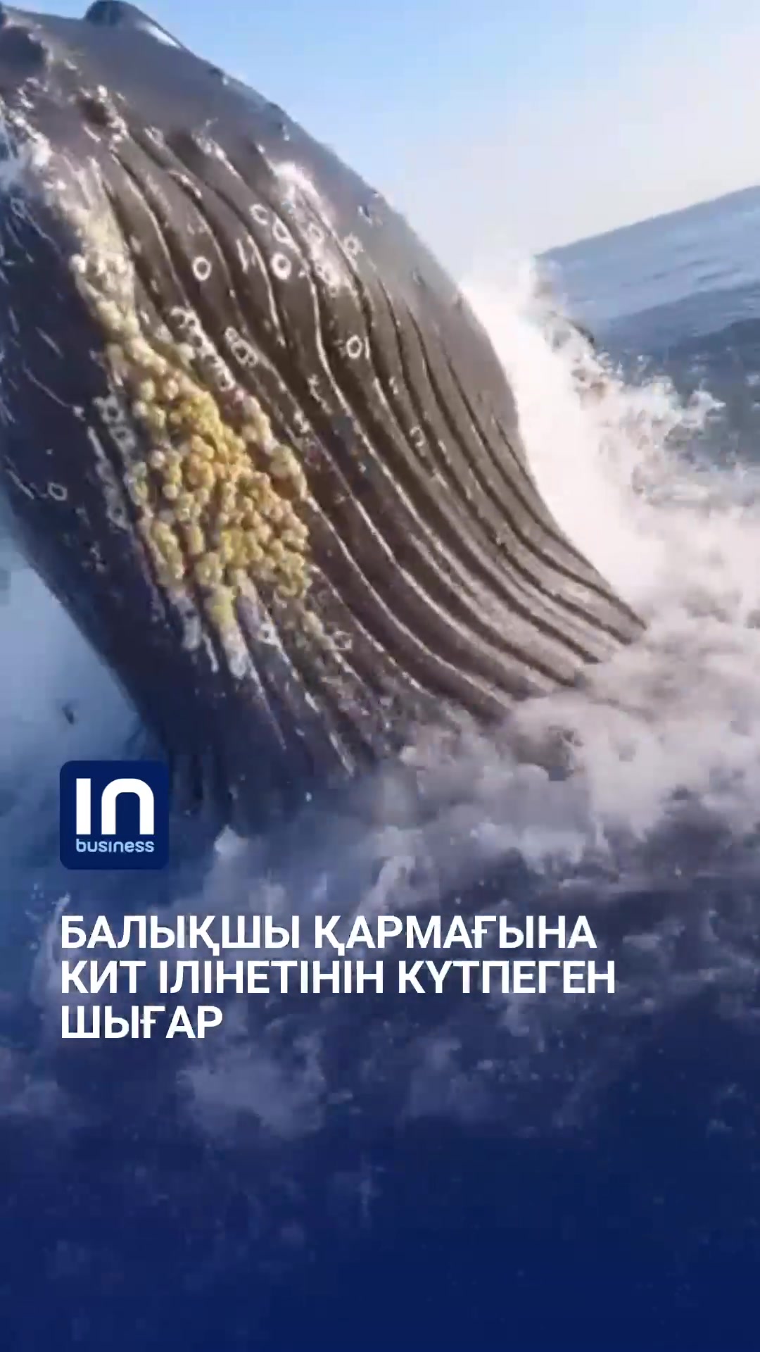 @inbusiness.kz