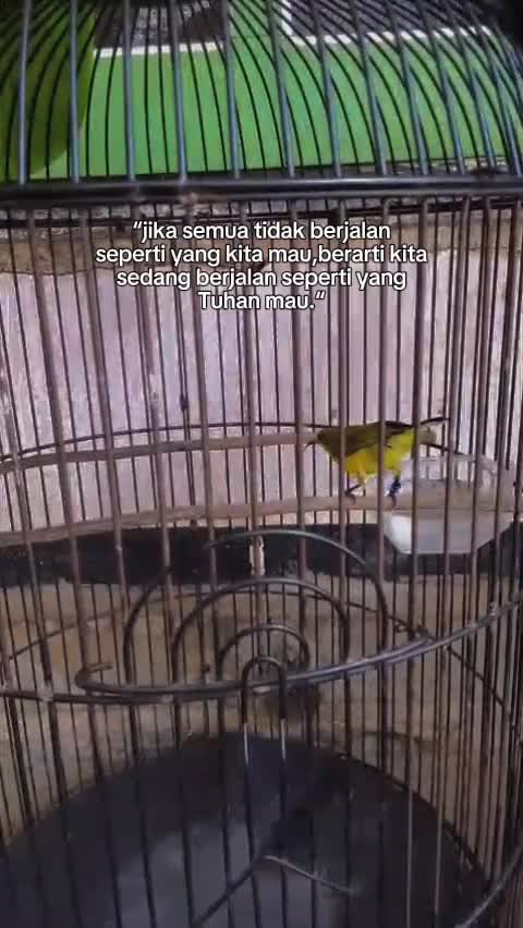 @andrikfaidin