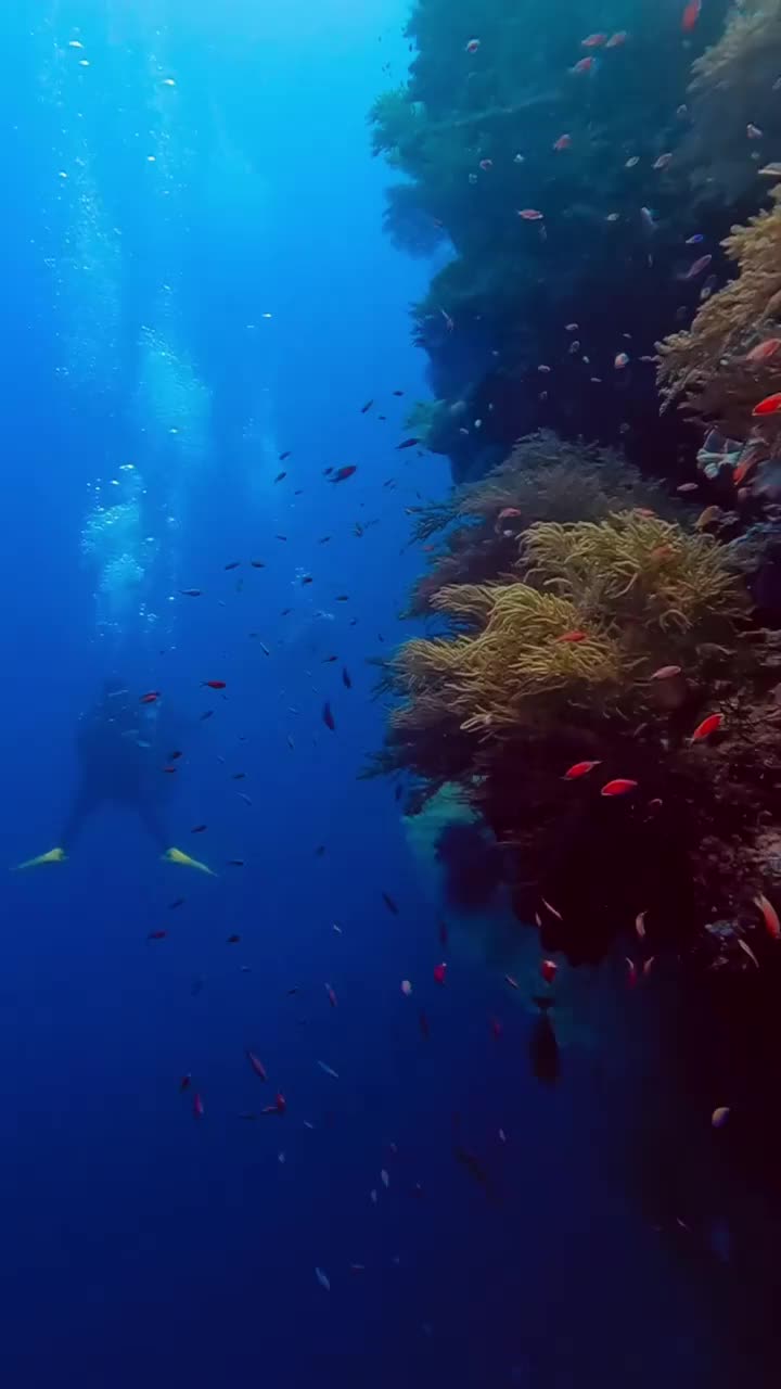 @Scuba Diving with Ara