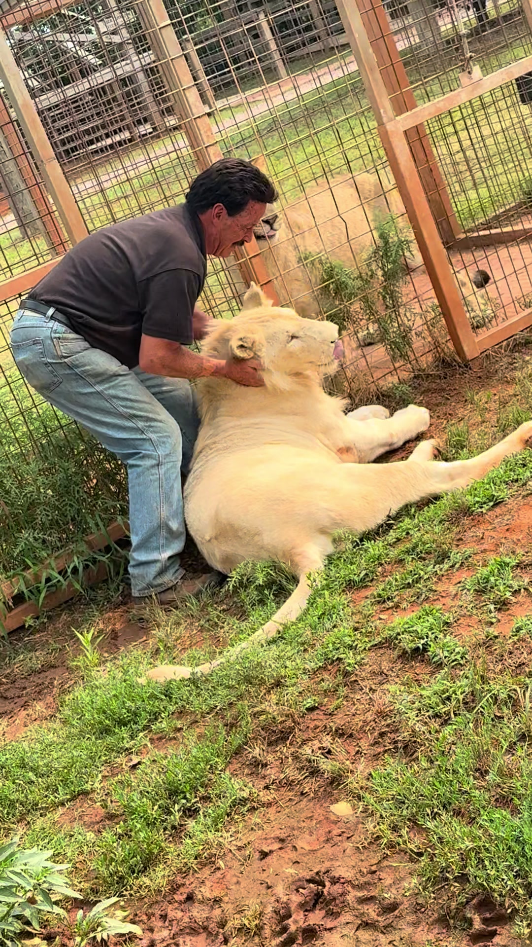@Tigersafari