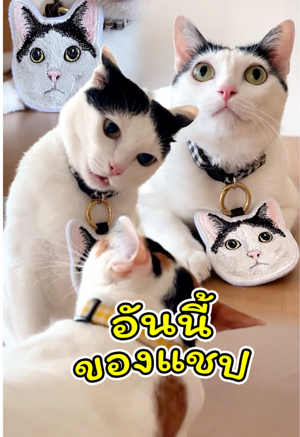 @แชปครองโลก