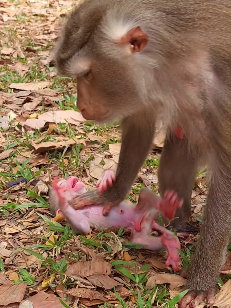 @Monkey Cambodia