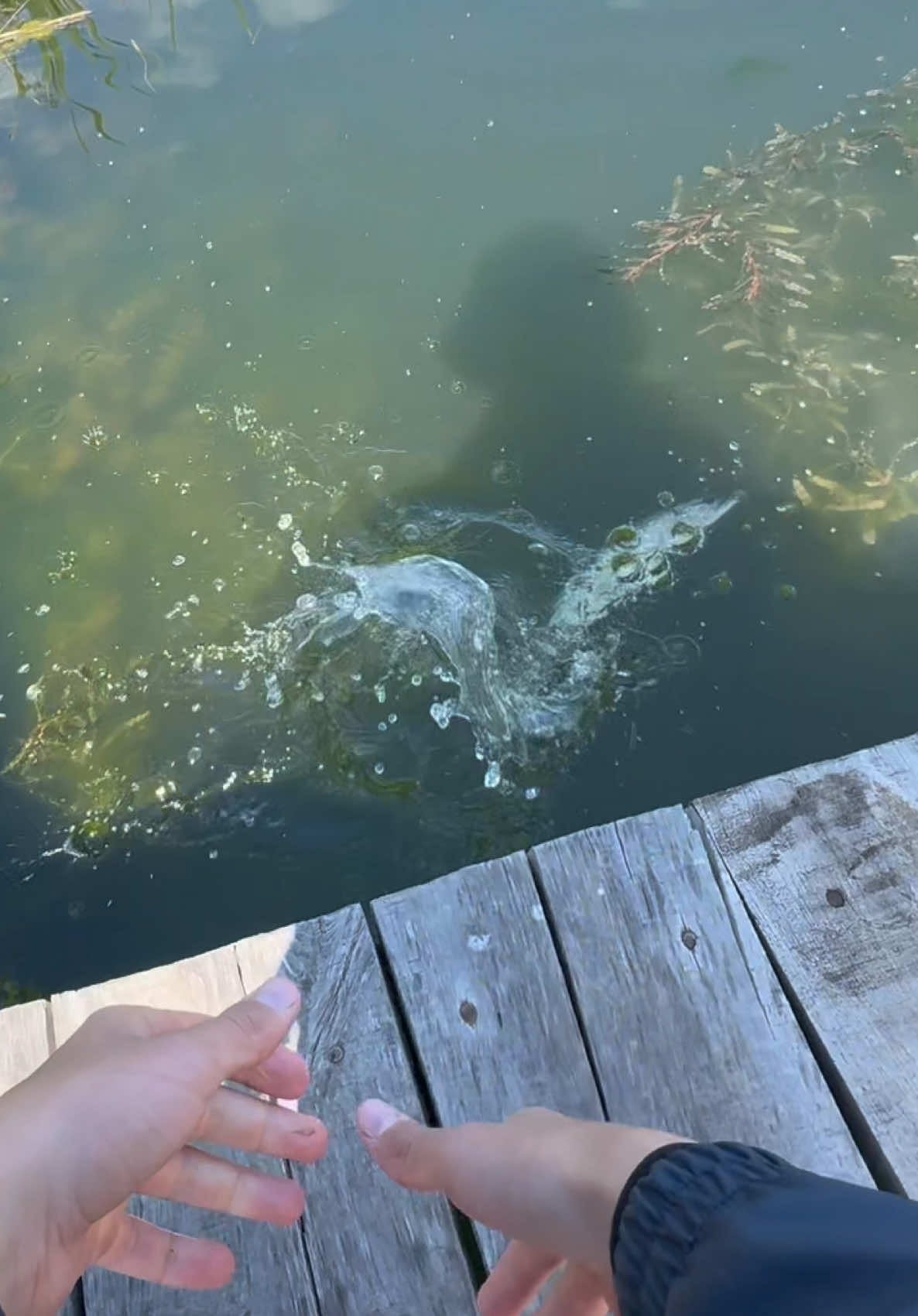 @𝗧𝗚.𝗗𝗬𝗫𝗙𝗜𝗦𝗛🎣