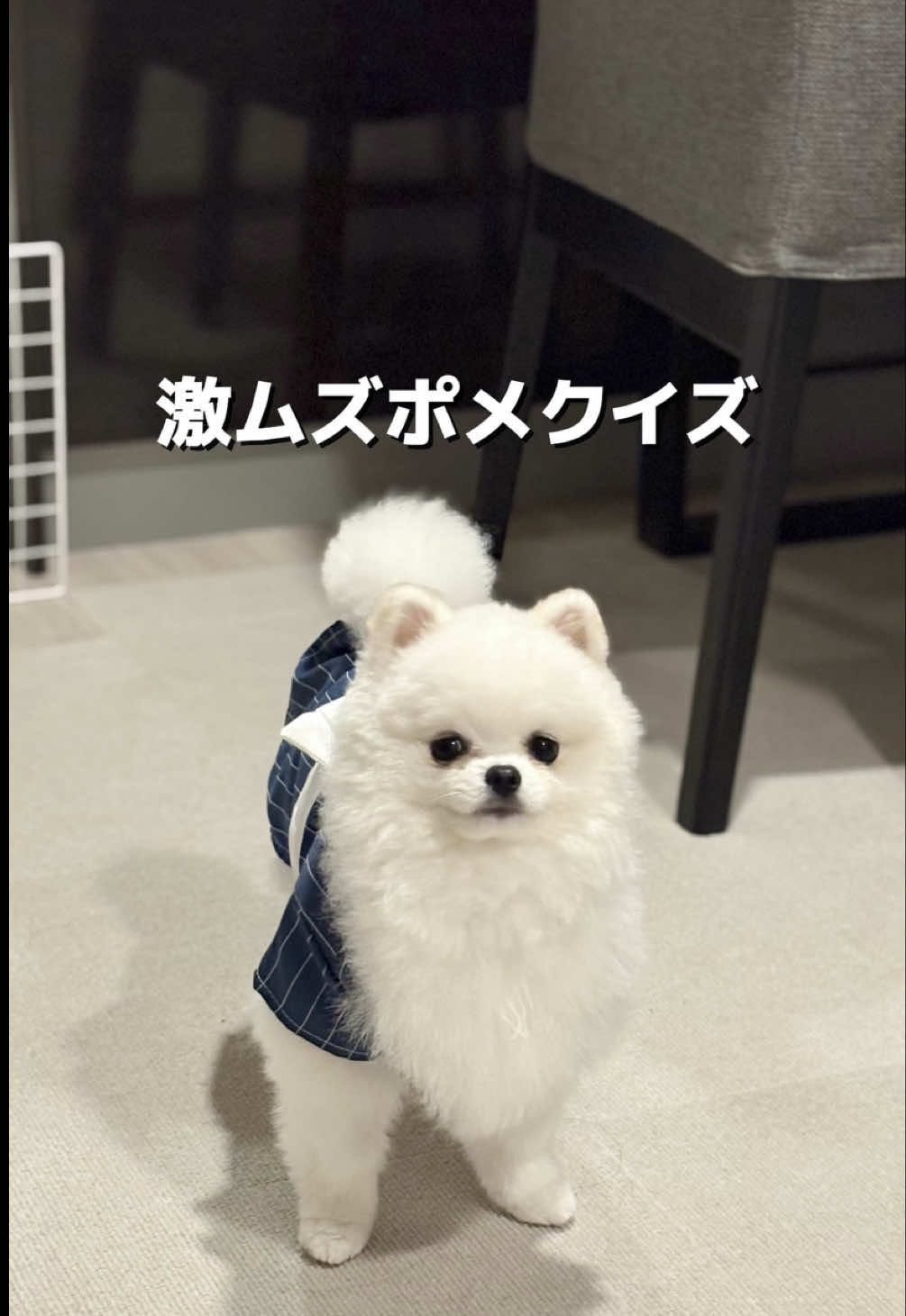 @ポメラニアンのミル🍼