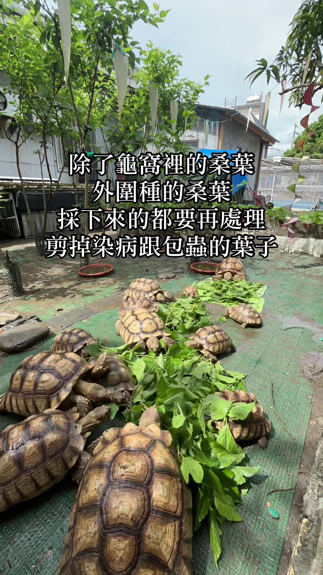 @琰 𝓛𝓸𝓷𝓰來了🐉〽️蘇卡達sulcata陸龜