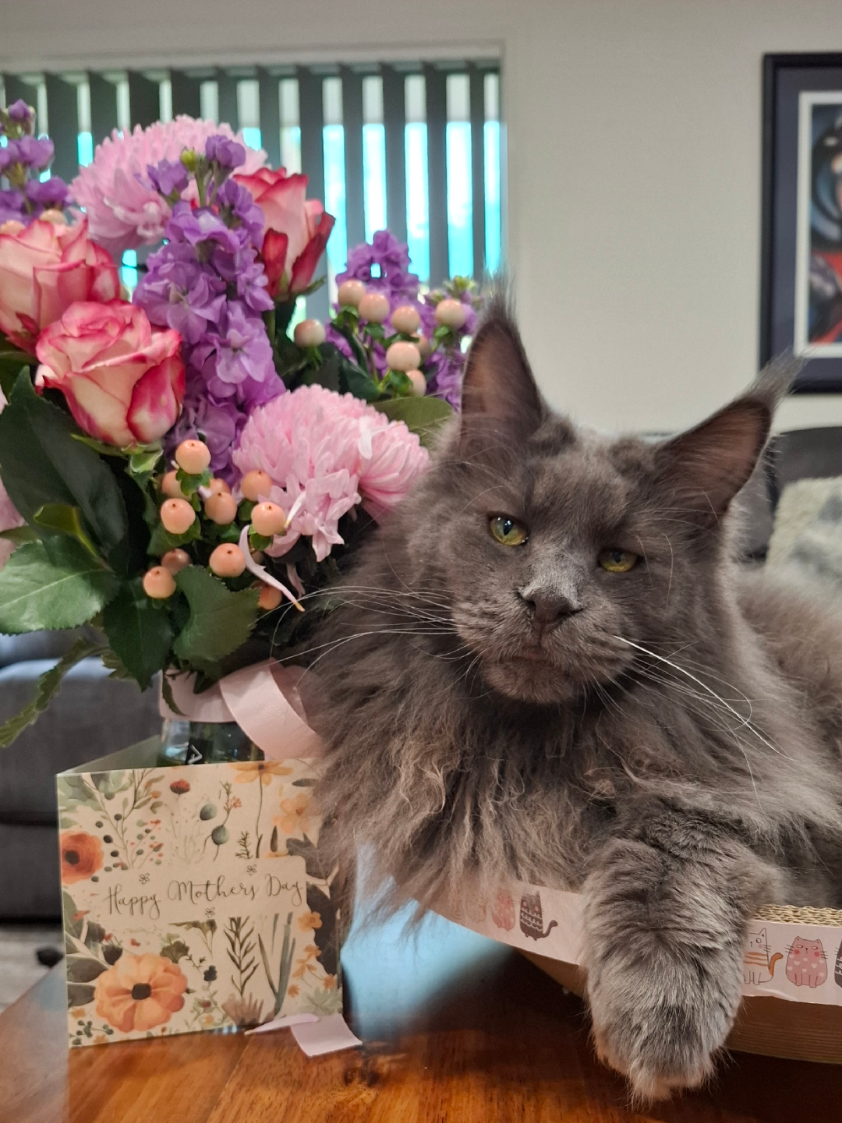 @Ragnar the Maine Coon 🐈
