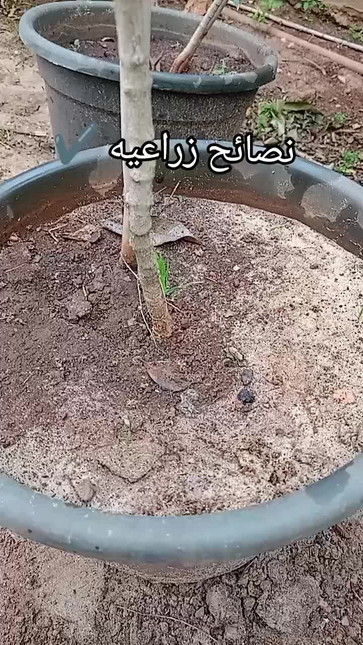 @مشتل الرحمن