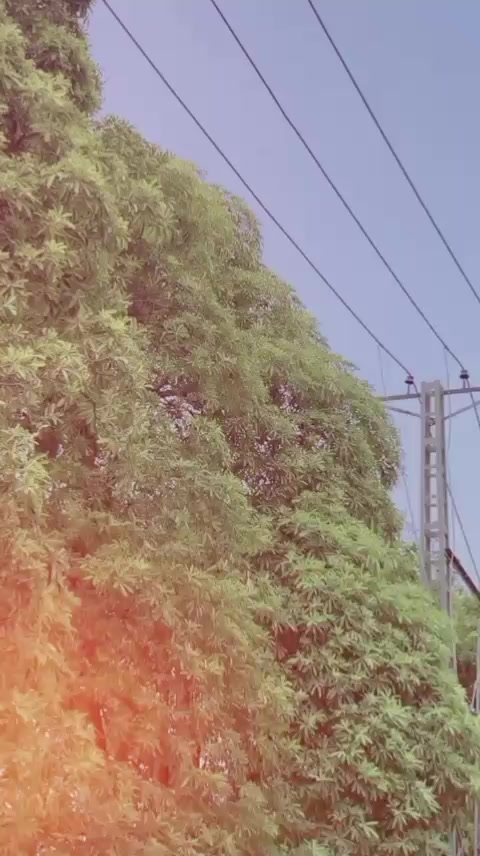 @jutt