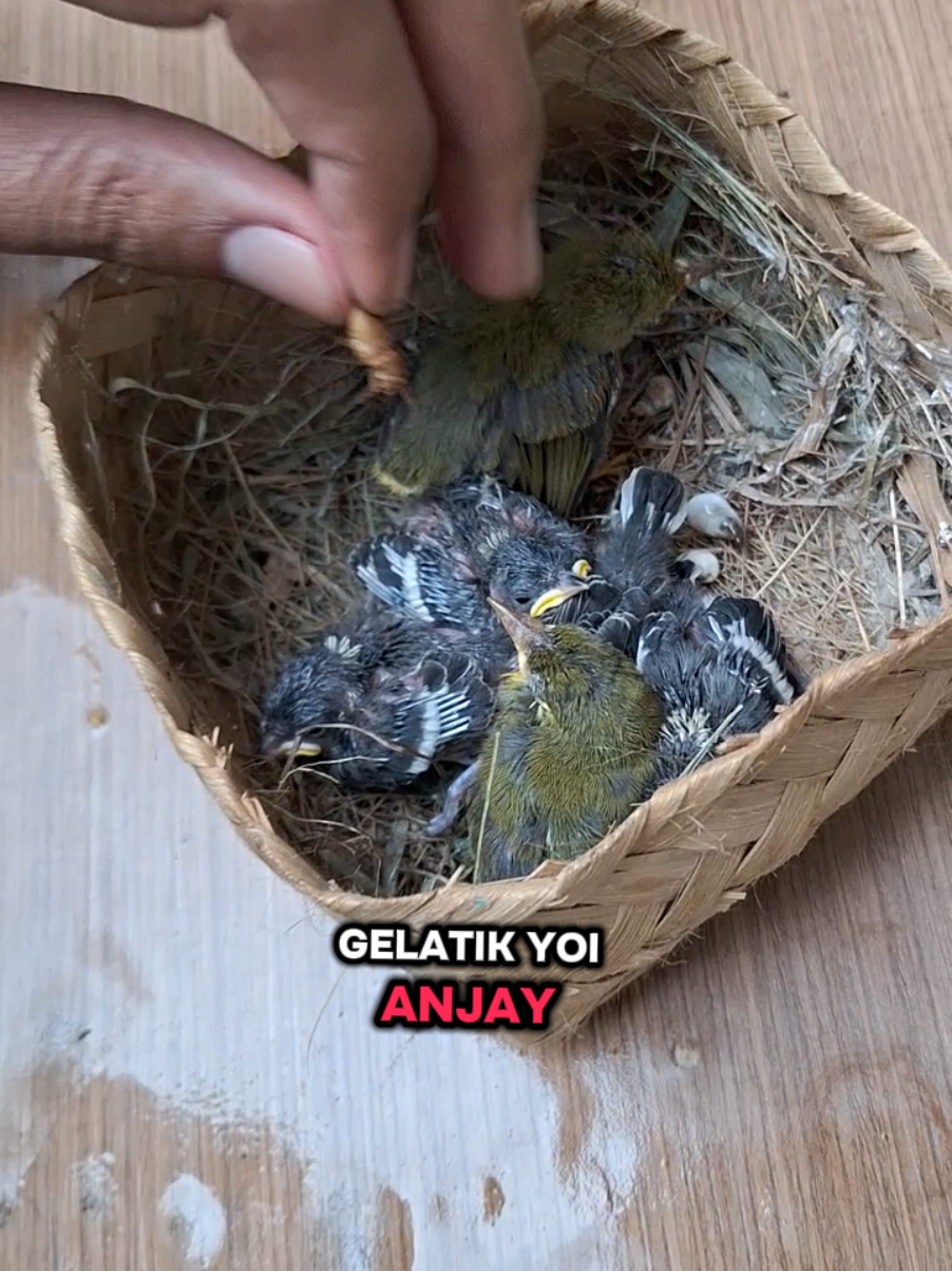 @totalbukpar
