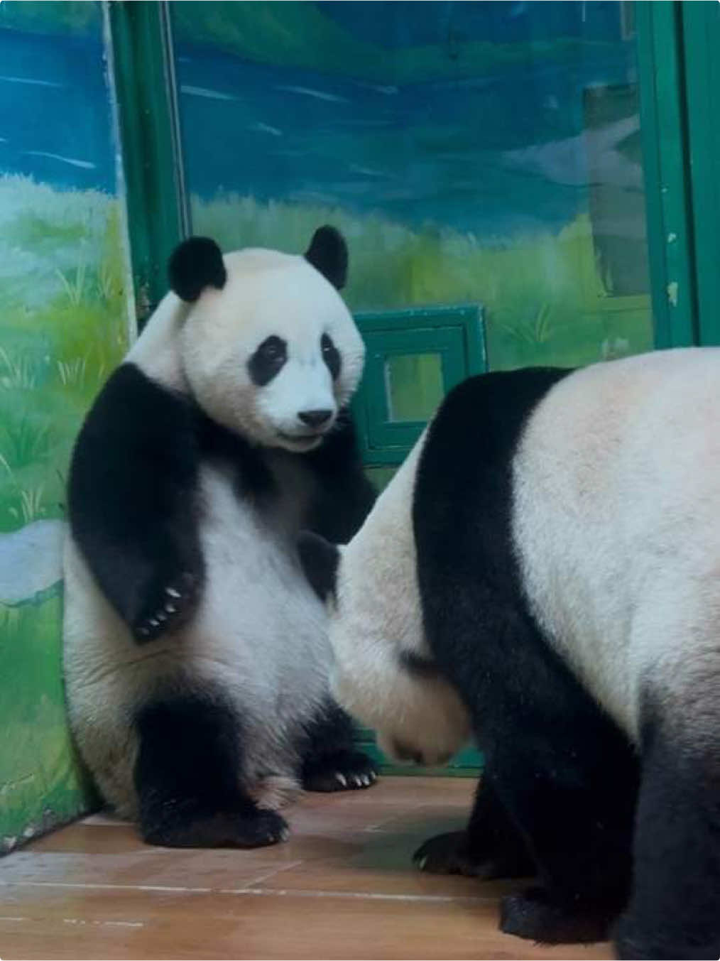 @熊猫妹珠🐼